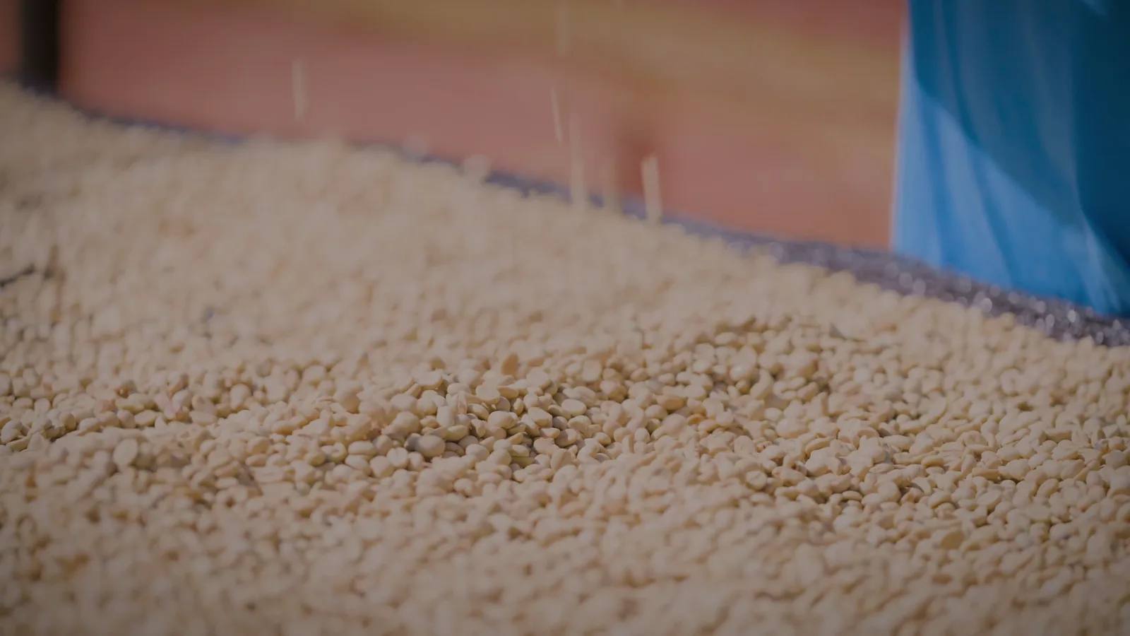 A drying bed covered end to end in parchment coffee, raked flat and drying in the shade.