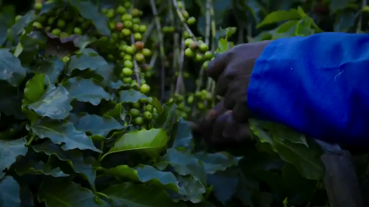 A picker's hand working along a branch of ripening coffee cherries at Living Hope Coffee Farm in Zambia.