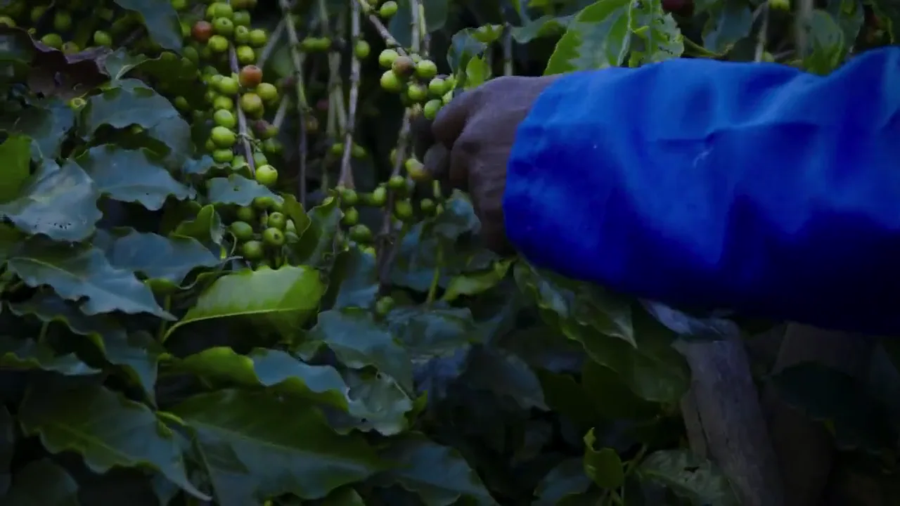 A picker's hand working along a branch of coffee cherries at Living Hope.